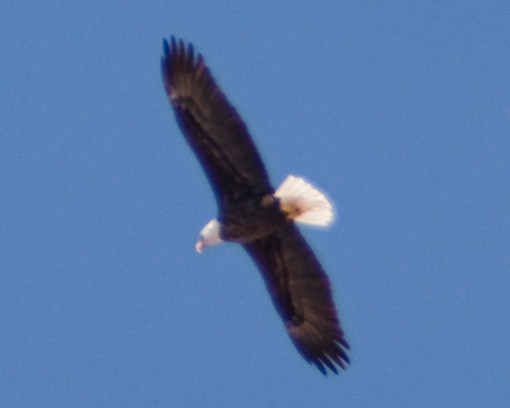 Bald Eagle Near Llano, Texas